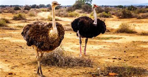 towering marvel ostrich height.